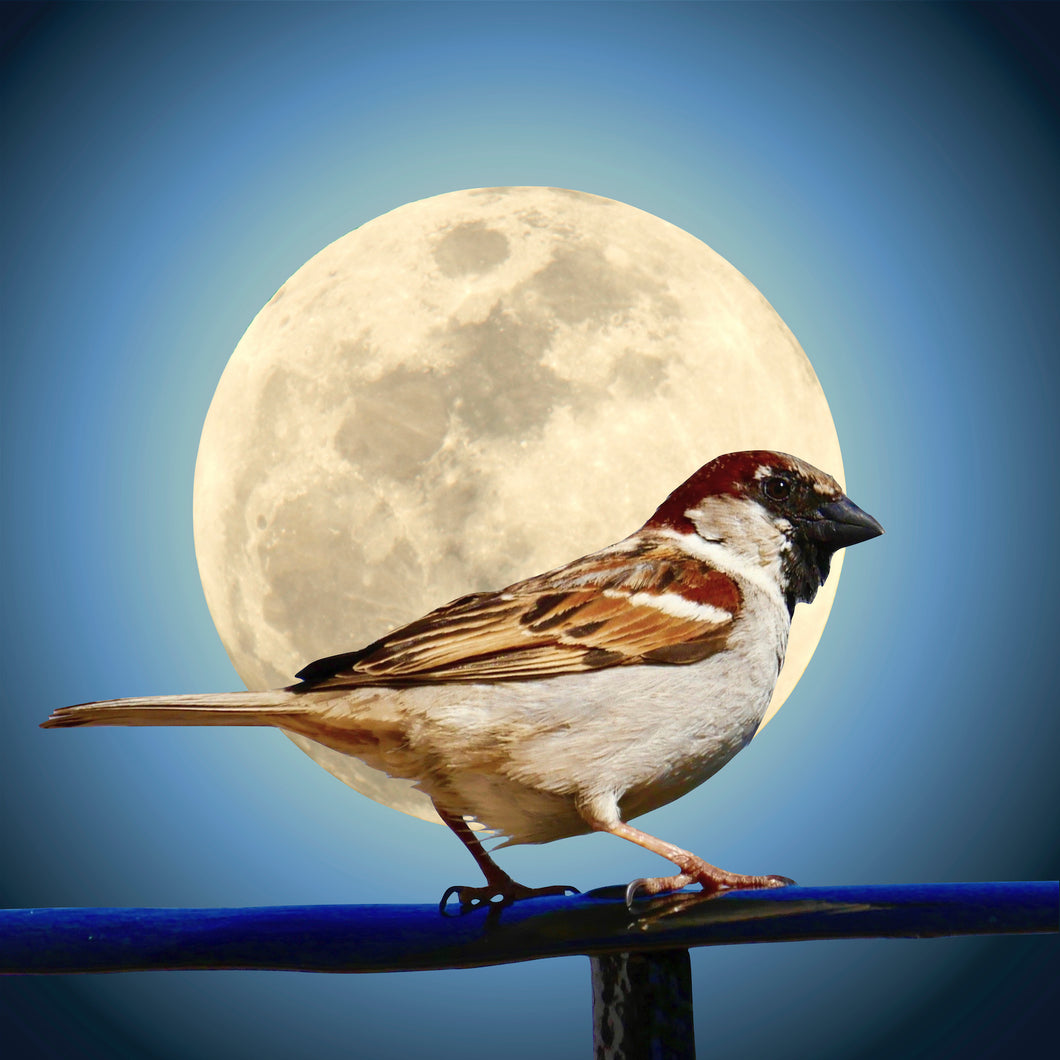 The Sparrow & A Spanish Moon No.1