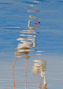 Dali's Flamingos