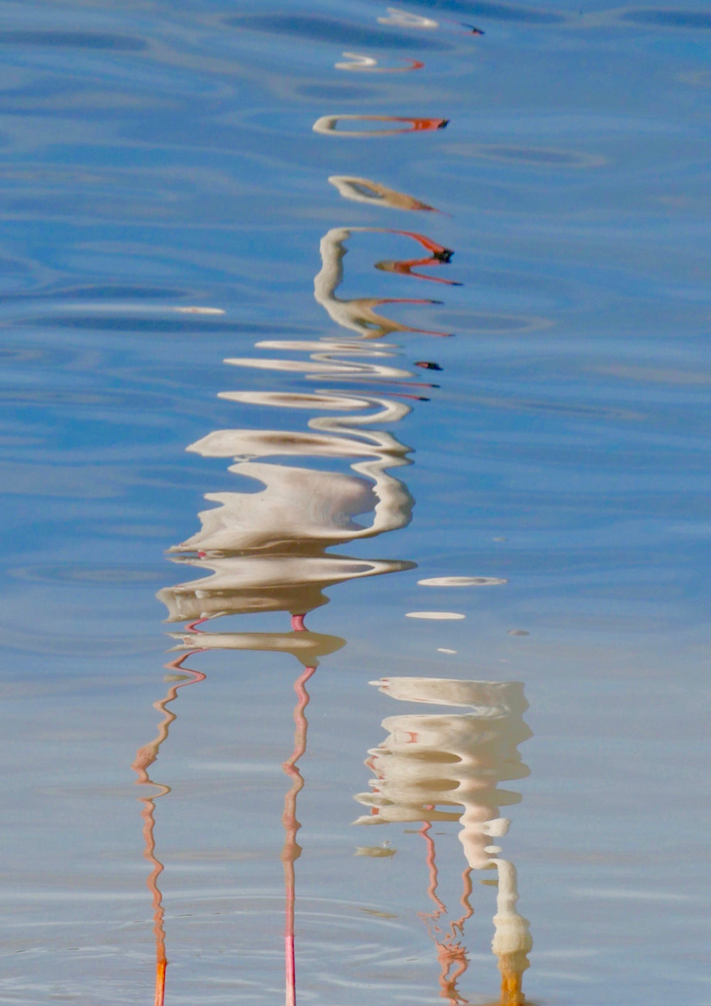 Dali's Flamingos