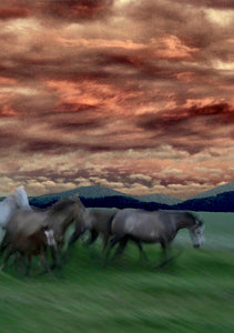Wild and Free