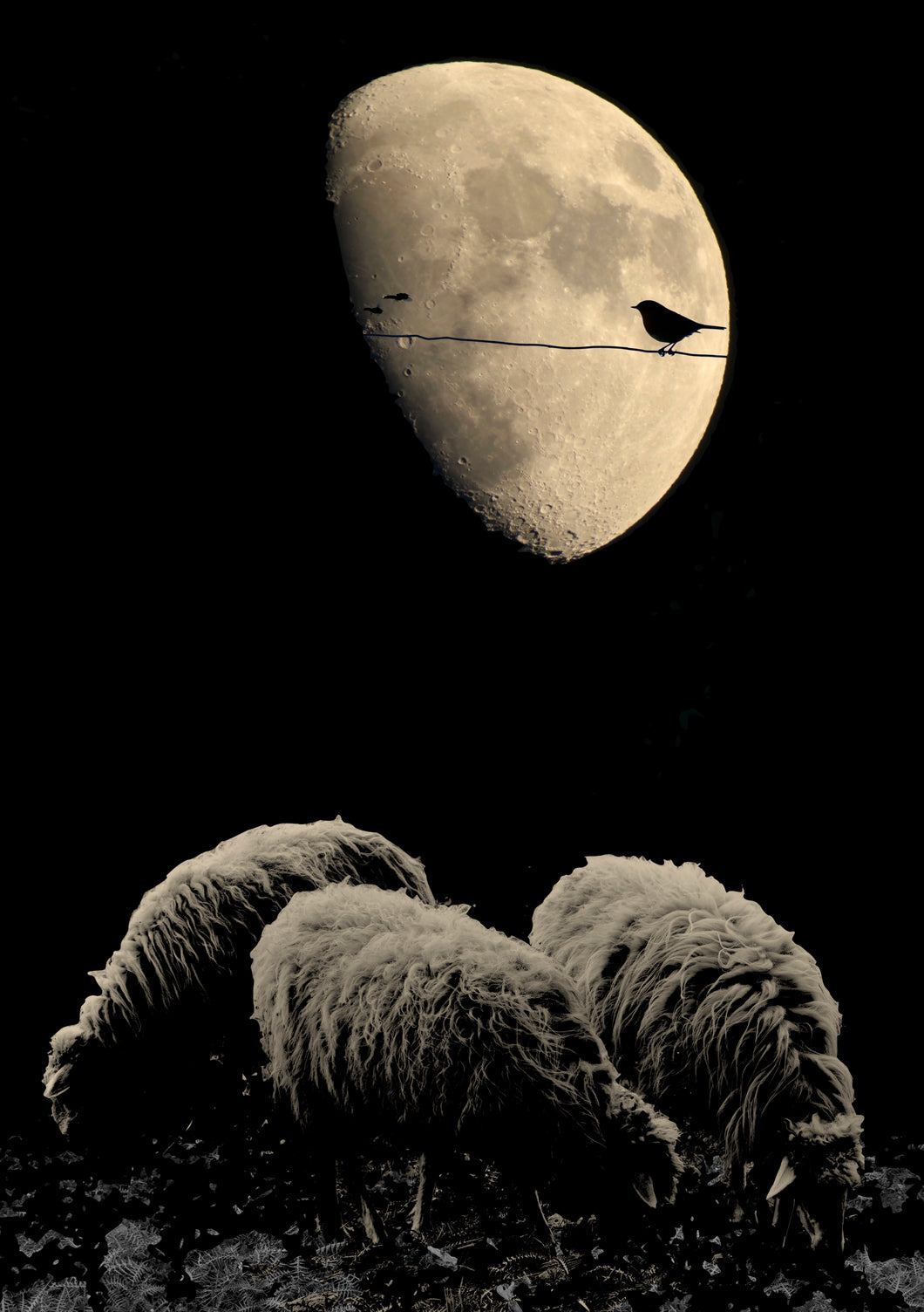 Wolves in Sheeps Clothing