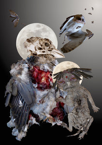 Autopsy